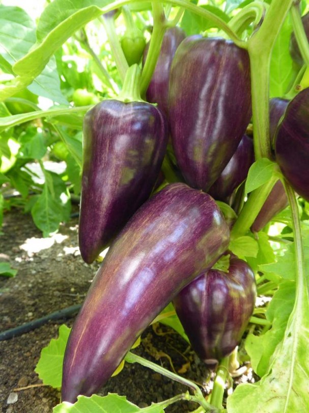 Violet Sparkle paprika  - Édespaprika ritkaságok az Egzotikus Növények Stúdiója kínálatában